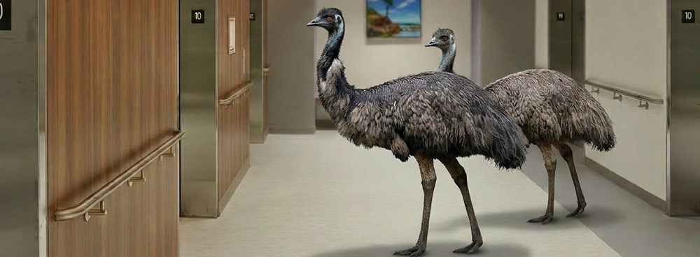 Aus Animals 2