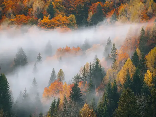 Fall Colors 3